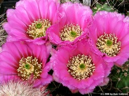 Echinocereus fendleri